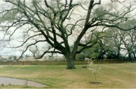 Houston Landscape