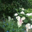 Blue Daze, Caladium, Hydrangea