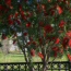 Bottle Brush Tree