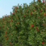 Bottle Brush (Shrub)