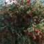 Bottle Brush Tree