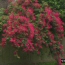 Bougainvillia