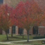 Bradford Pear