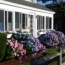 Cape Cod Hydrangea