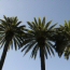 Date Palm