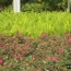 Foxtail Fern and Knockout Roses