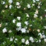 Gardenia