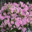 George Taber Azalea