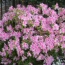 George Taber Azalea