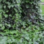 Hedera Helix Ivy