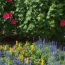 Hibiscus and Blue Salvia