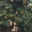 Loquat Tree