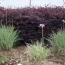 Loropetalum and Variegated Society Garlic