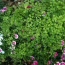 Maiden Hair Fern and Dianthus