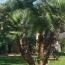 Mediterranean Fan Palm