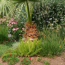 Mexican Fan Palm, Bulbine, Foxtail Fern