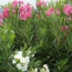 Oleander