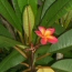 Plumeria