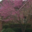 Red Bud Tree