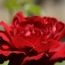 Rose Hybrid