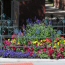 Salvia and Petunias