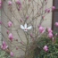 Saucer Magnolia