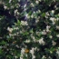 Star Jasmine