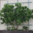 Texas Mountain Laurel