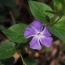 Vinca / Periwinkle