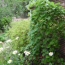 Weeping Redbud and Shasta Daisy