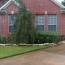 Weeping Yaupon Tree