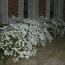 White Azaleas