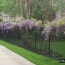 Wisteria Vine