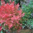 Nandina (Gulf Stream)