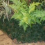 Japanese Lace Fern